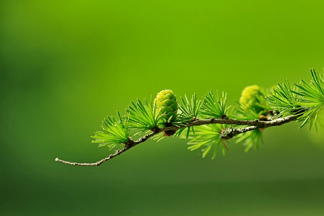Growth